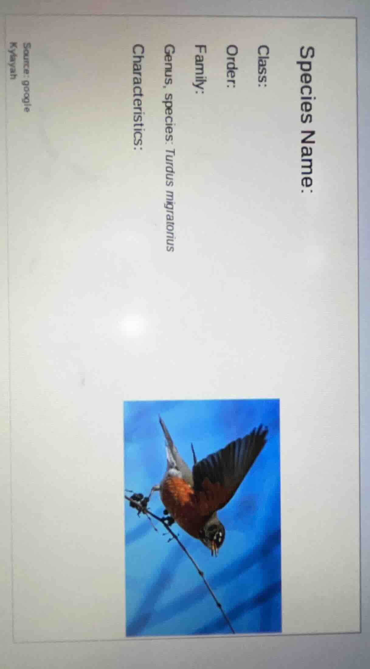 species name: class: order: family: genus, species: turdus migratorius …