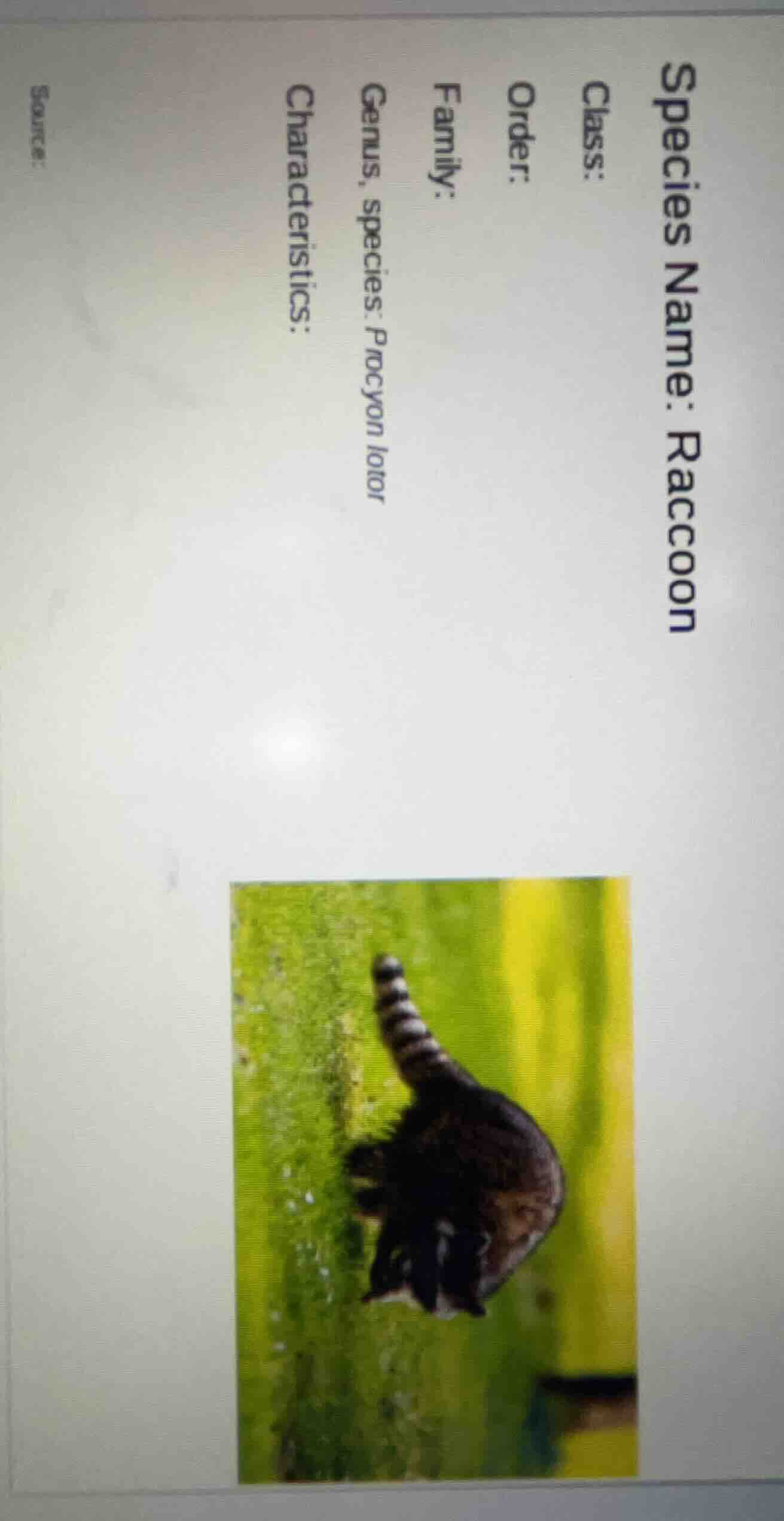 species name: raccoon class: order: family: genus, species: procyon lot…
