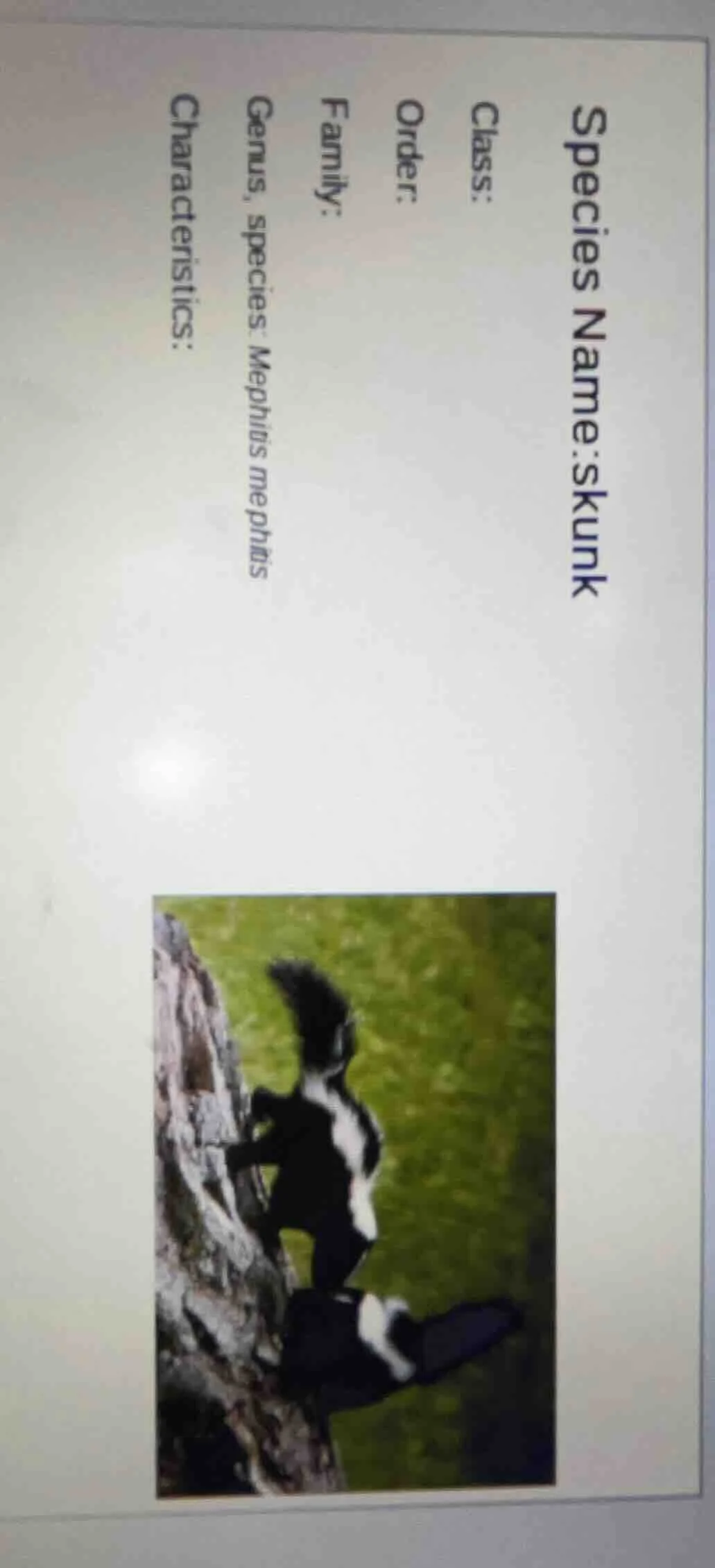 species name: skunk class: order: family: genus, species: mephitis meph…