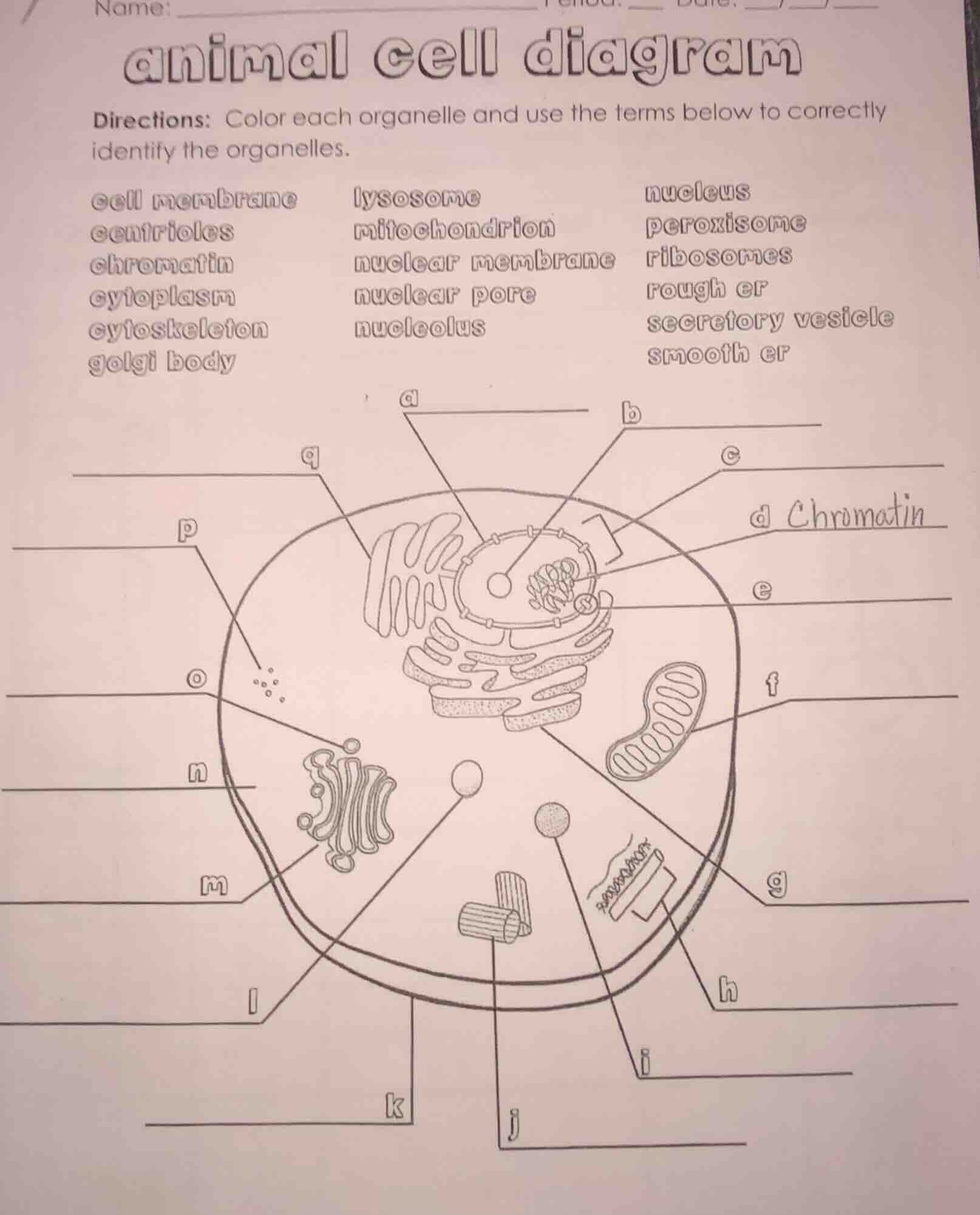 name: ______________________________ period: ___ date: ___/___/___ anim…