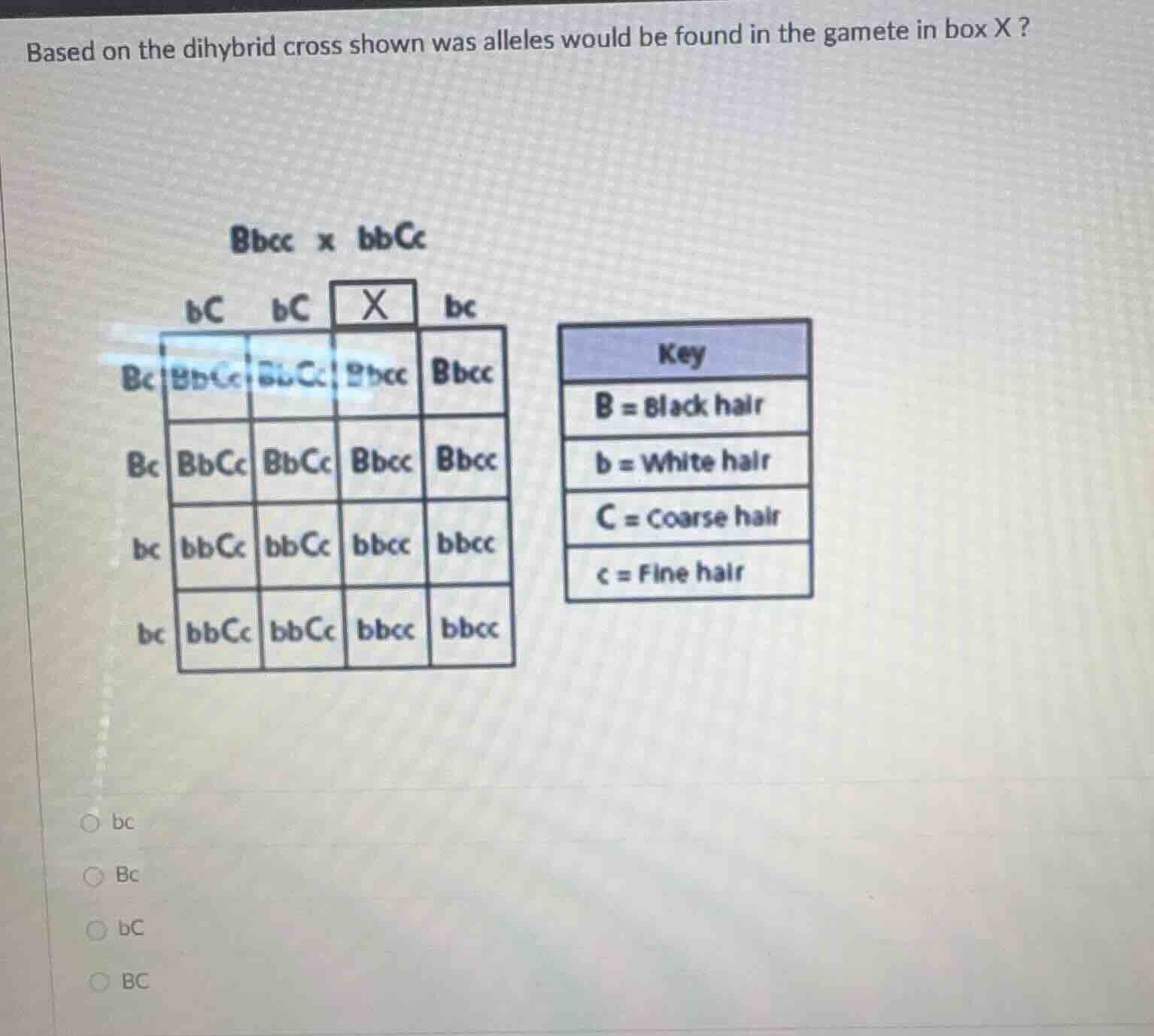 based on the dihybrid cross shown was alleles would be found in the gam…