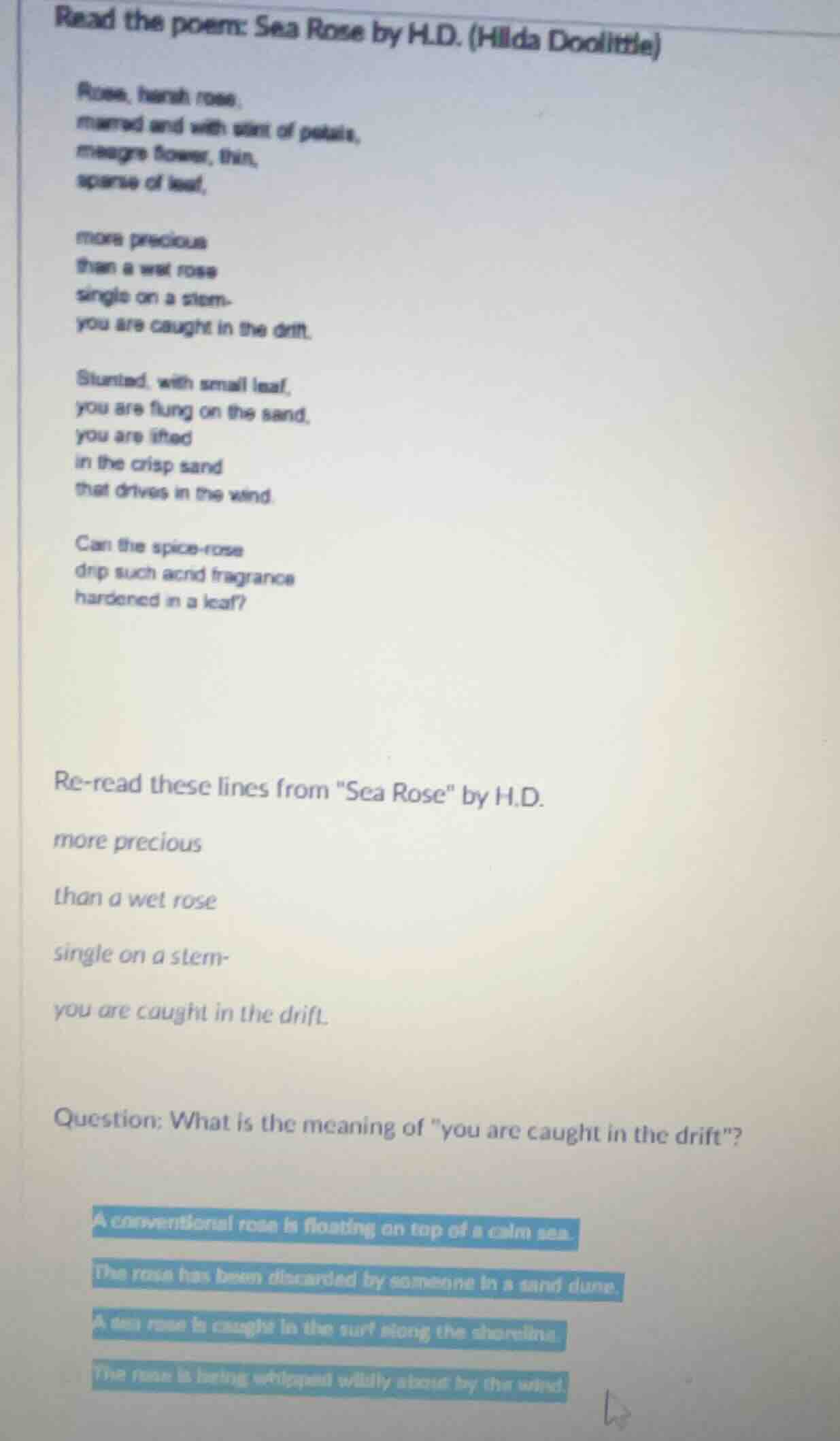 read the poem: sea rose by h.d. (hilda doolittle) rose, harsh rose, mar…