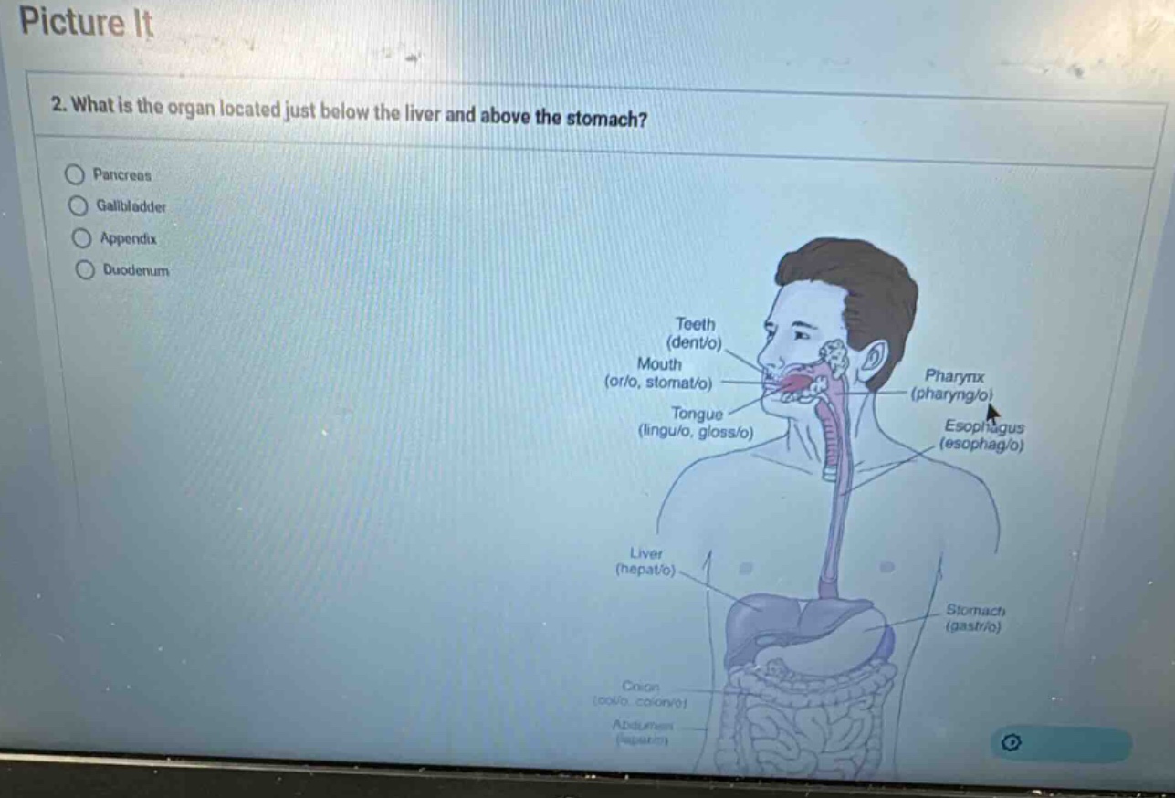 picture it 2. what is the organ located just below the liver and above …