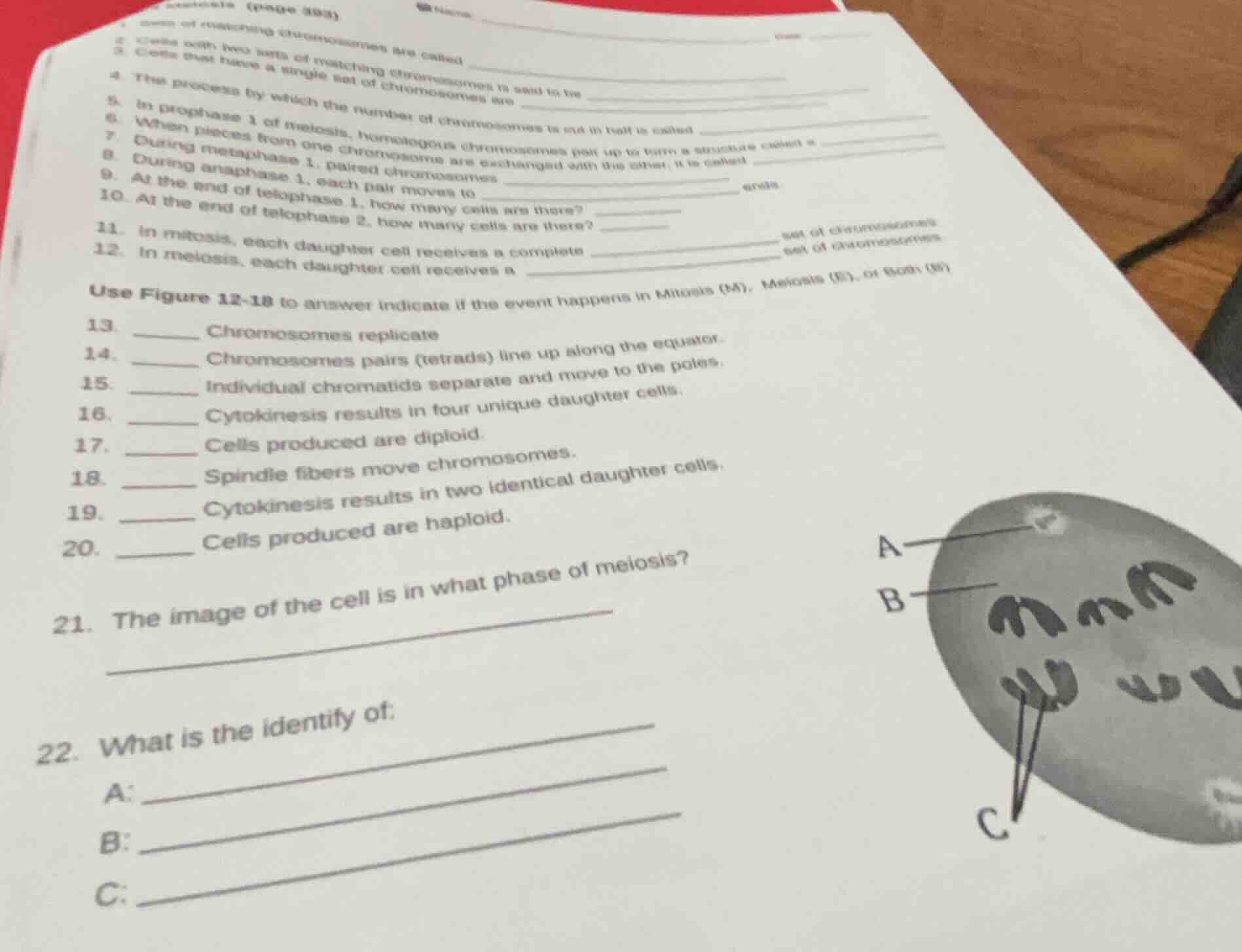 1. cells of reproducing (organisms) are called ______ 2. cells with two…
