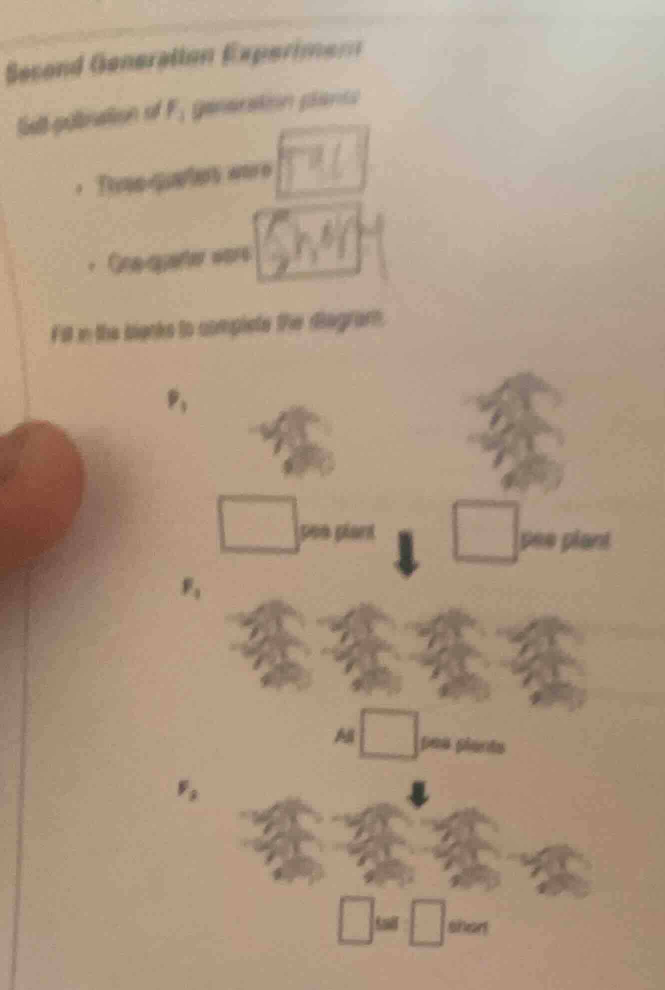second generation experiment self - pollination of f₁ generation plants…