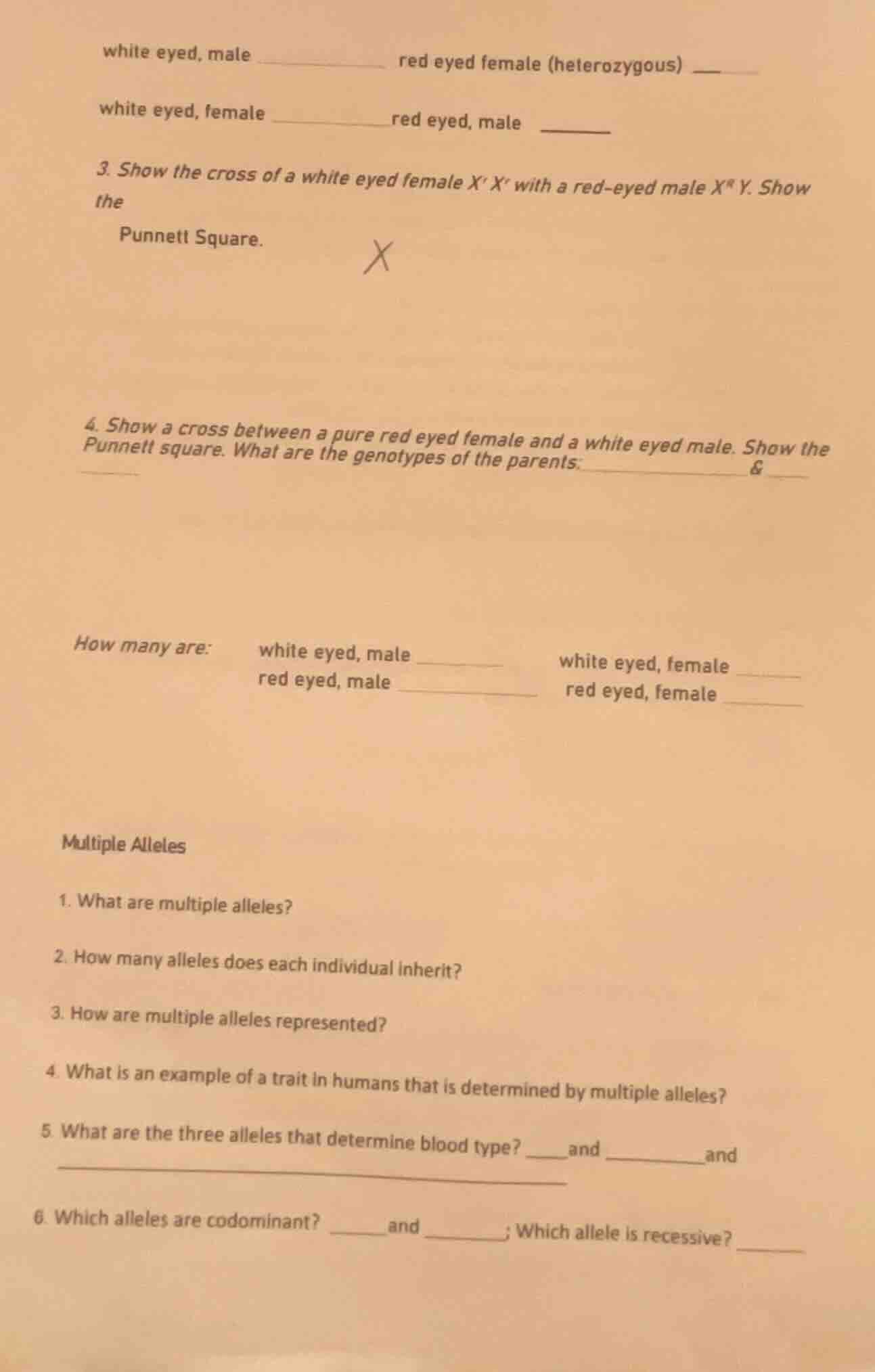 white eyed, male _________ red eyed female (heterozygous) ______ white …