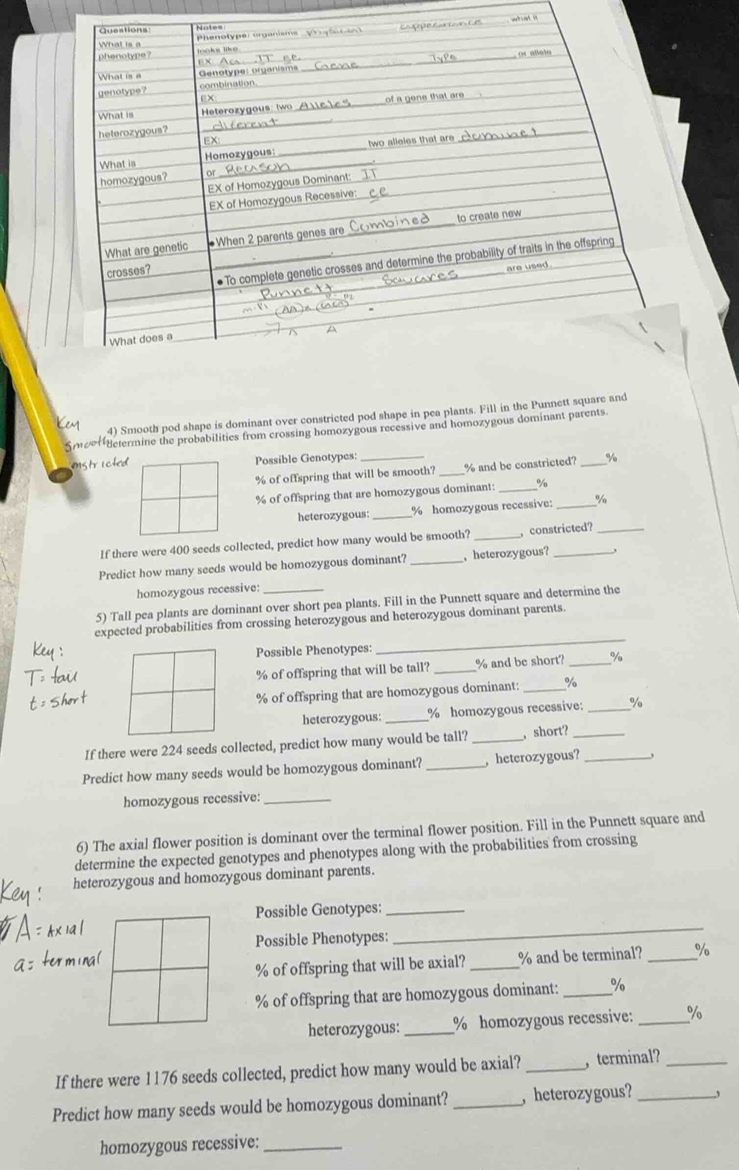 questions: what is a phenotype? what is a genotype? what is heterozygou…