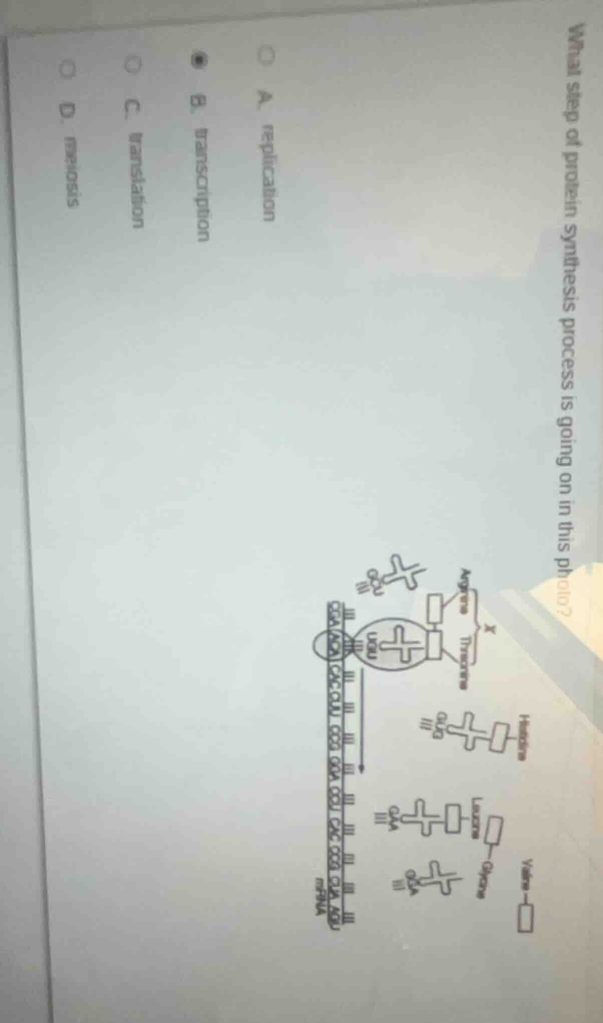 what step of protein synthesis process is going on in this photo? a. re…
