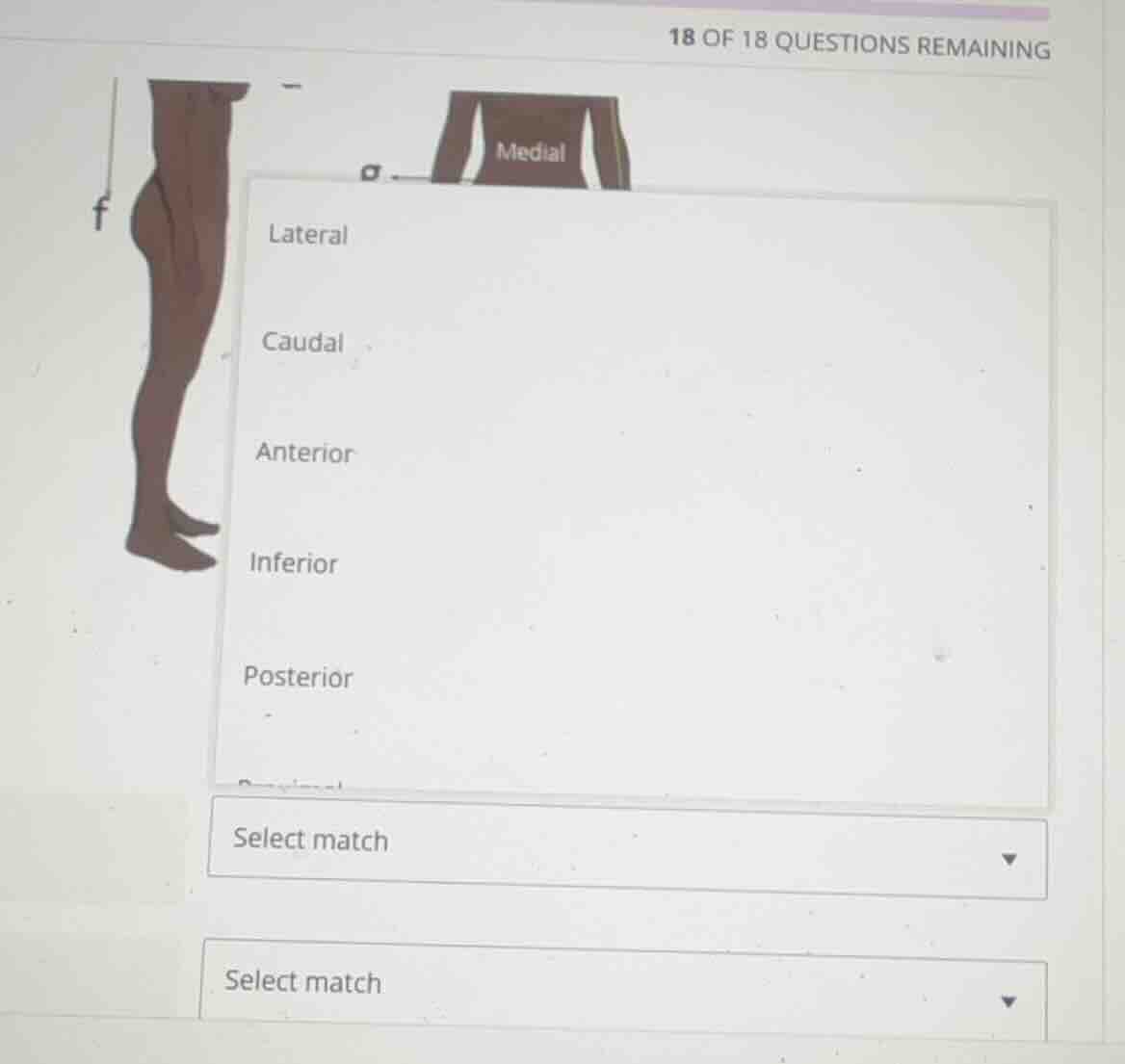 18 of 18 questions remaining lateral caudal anterior inferior posterior…