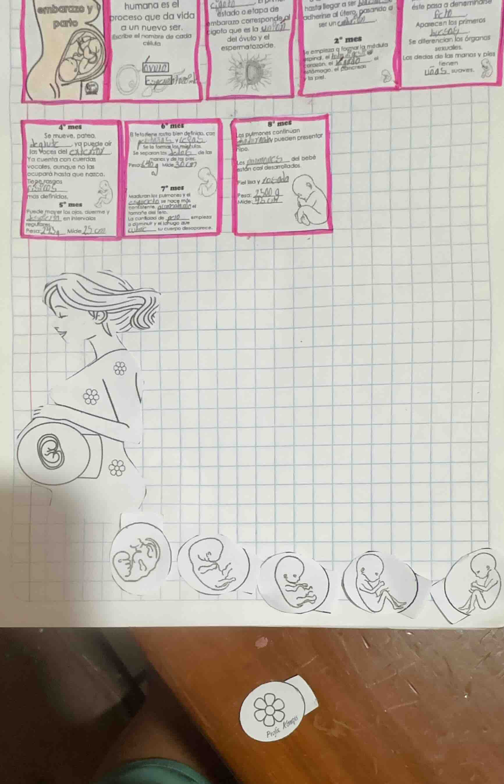 embarazo y parto humana es el proceso que da vida a un nuevo ser. escri…