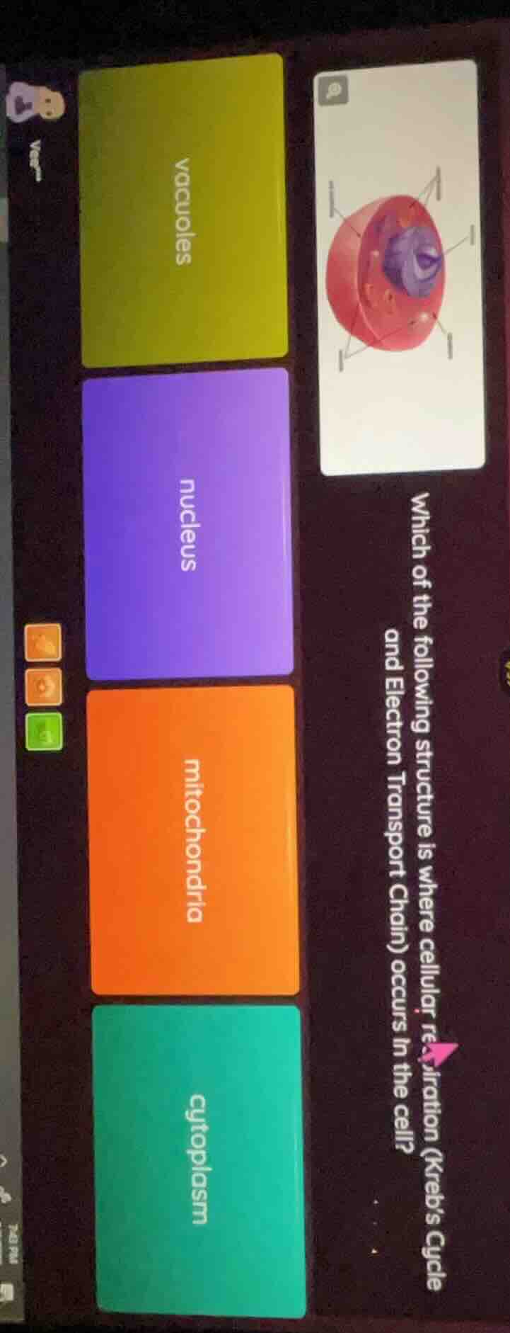 which of the following structure is where cellular respiration (krebs c…