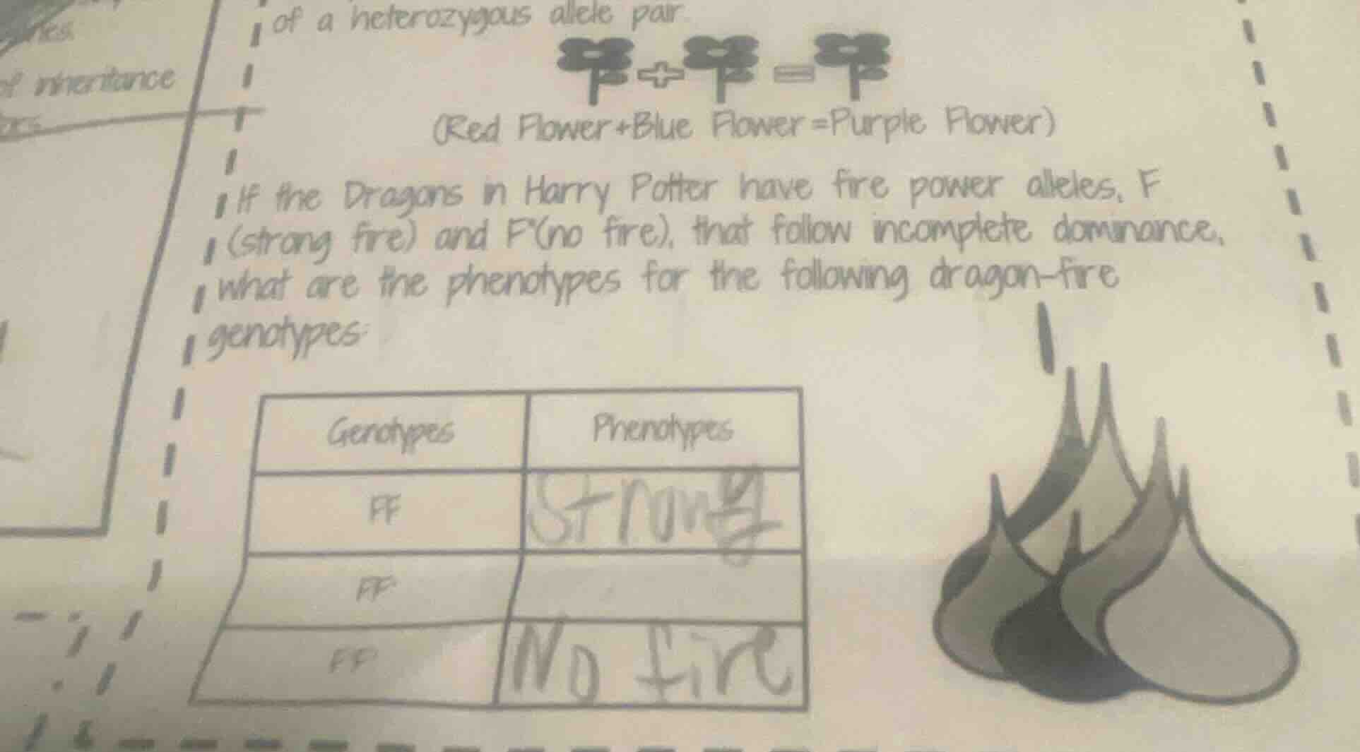 of a heterozygous allele pair (red flower+blue flower =purple flower) i…