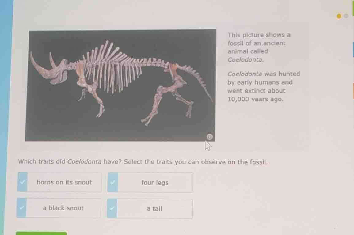 this picture shows a fossil of an ancient animal called coelodonta. coe…