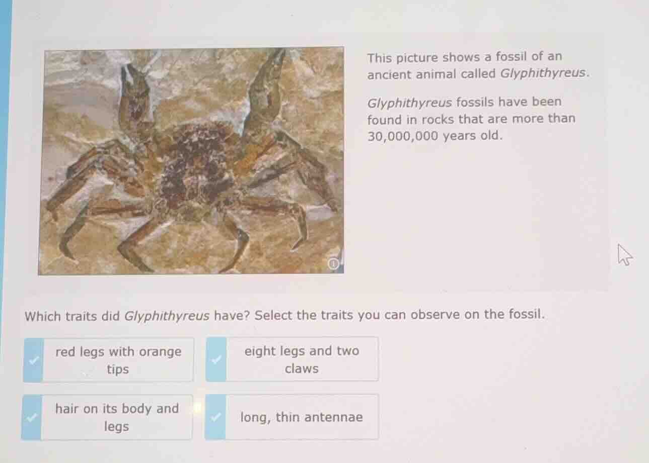 this picture shows a fossil of an ancient animal called glyphithyreus. …