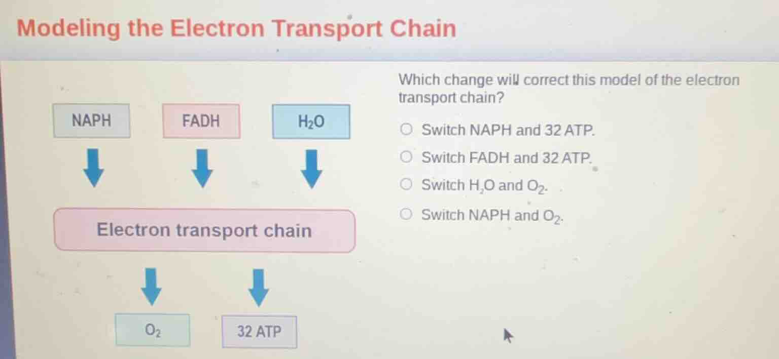 modeling the electron transport chain which change will correct this mo…