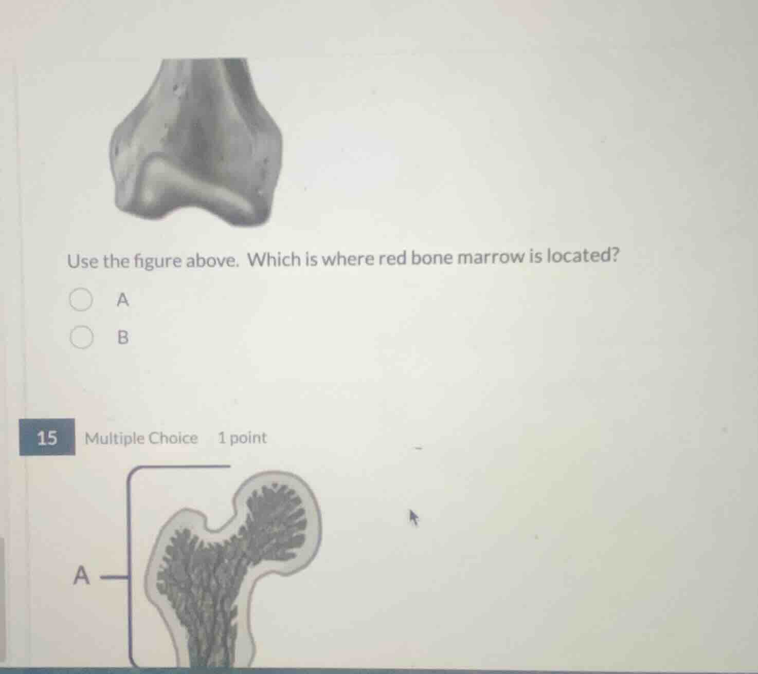use the figure above. which is where red bone marrow is located? a b 15…