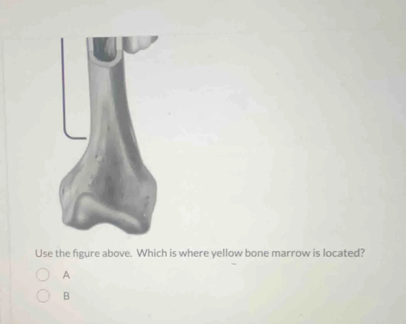 use the figure above. which is where yellow bone marrow is located? a b
