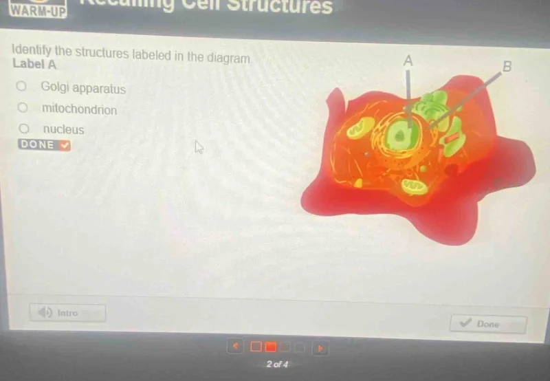 warm-up recalling cell structures identify the structures labeled in th…
