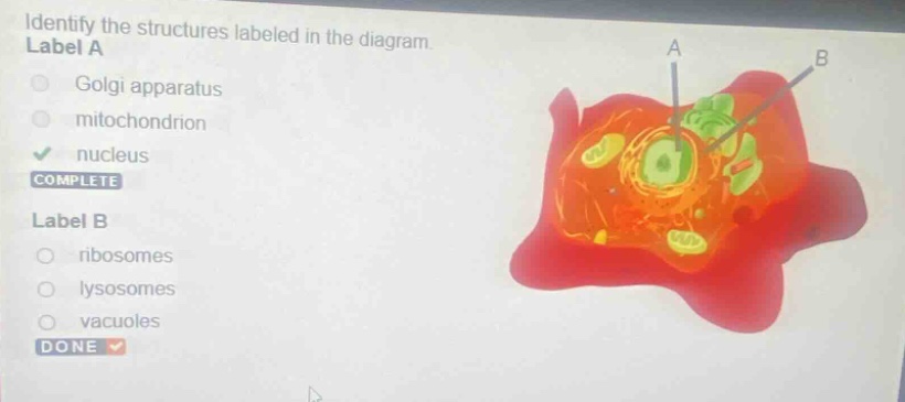 identify the structures labeled in the diagram. label a golgi apparatus…