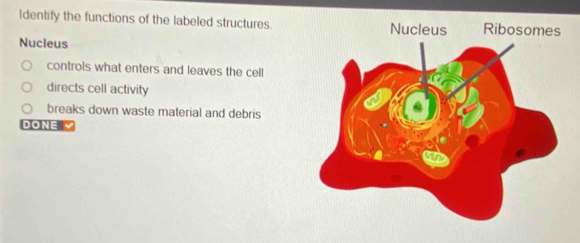 identify the functions of the labeled structures. nucleus controls what…