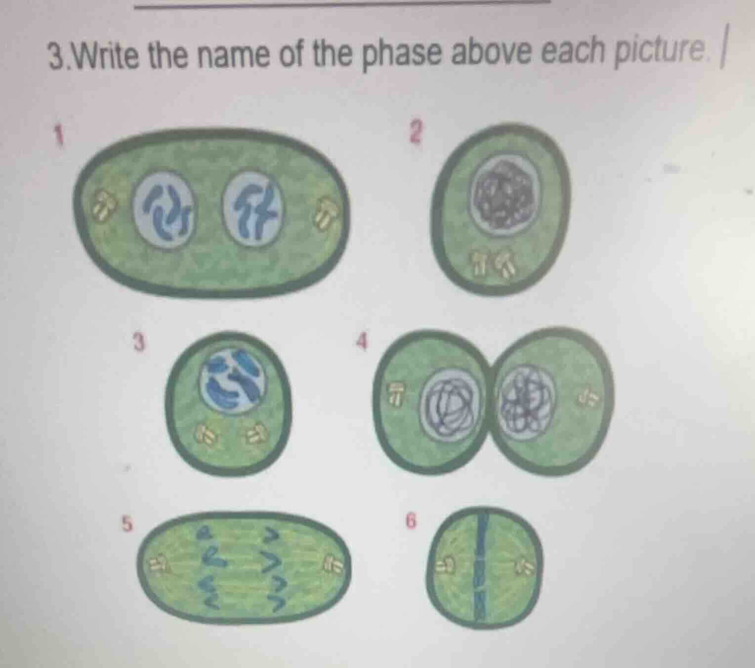 3.write the name of the phase above each picture.