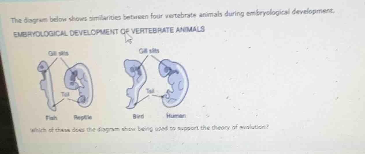 the diagram below shows similarities between four vertebrate animals du…