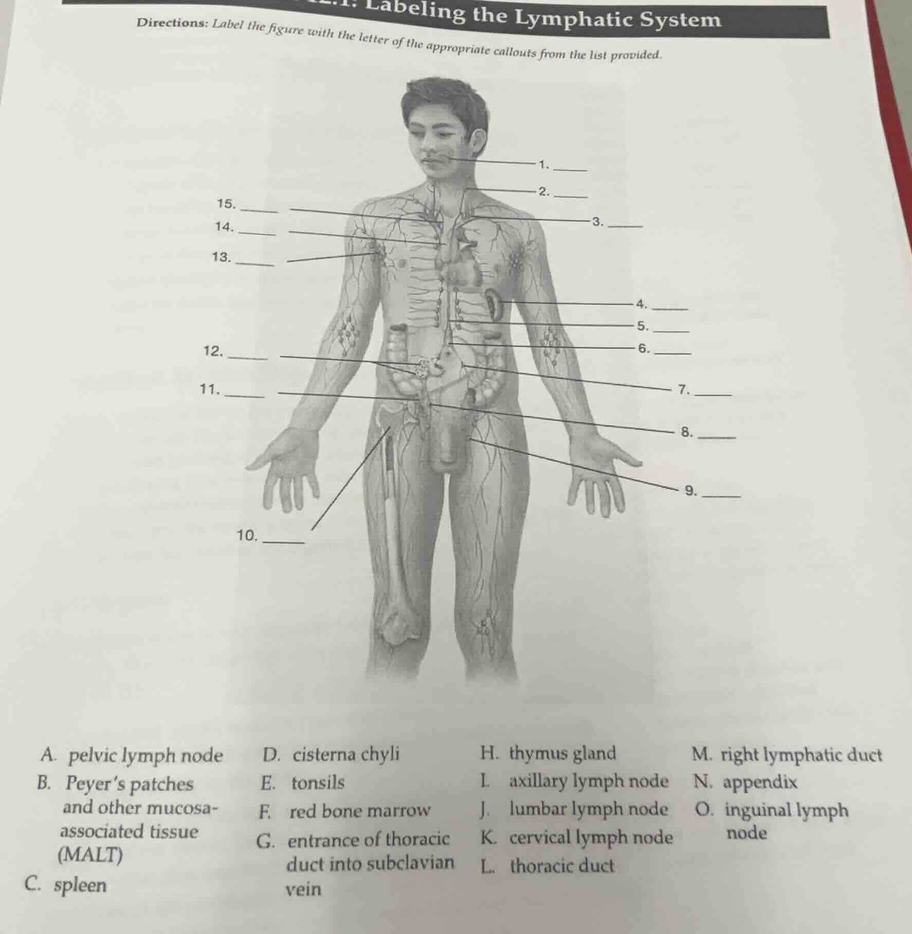 labeling the lymphatic system directions: label the figure with the let…