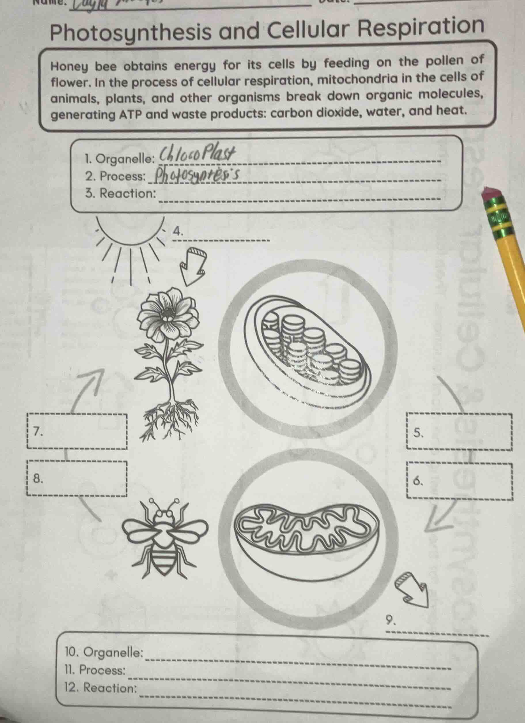 name:photosynthesis and cellular respirationhoney bee obtains energy fo…