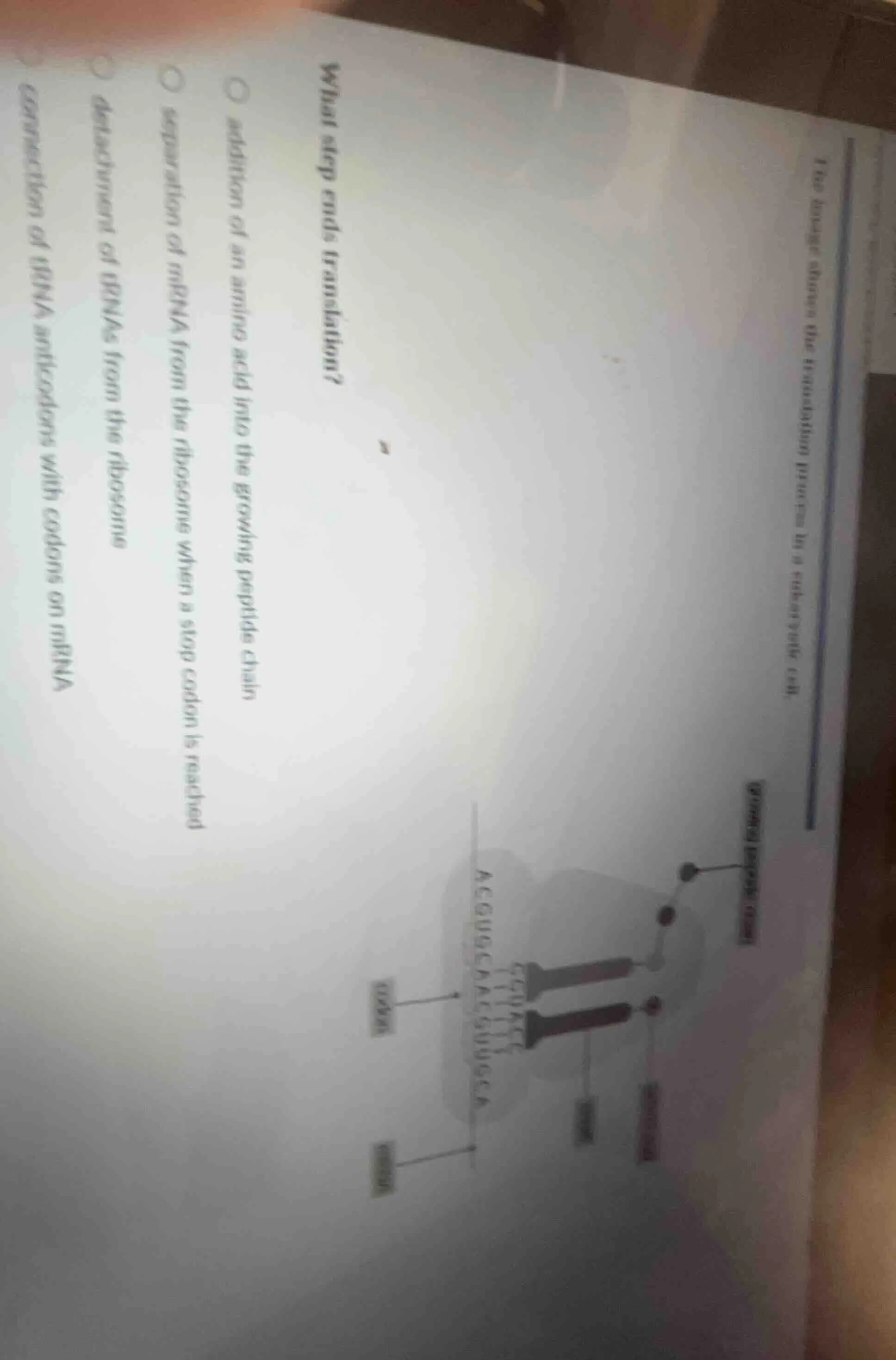 the image shows the translation process in a eukaryotic cell.what step …