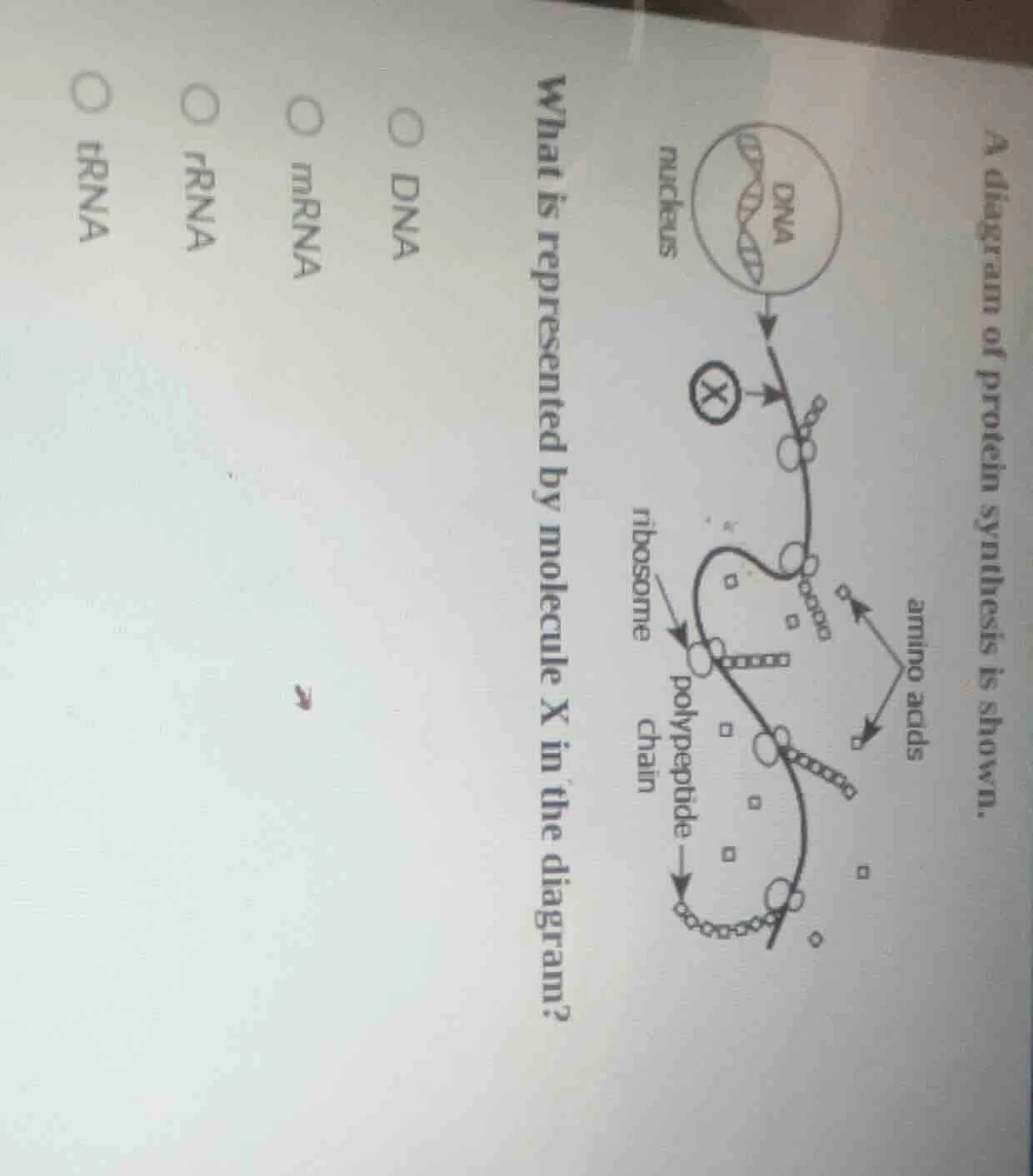 a diagram of protein synthesis is shown. what is represented by molecul…