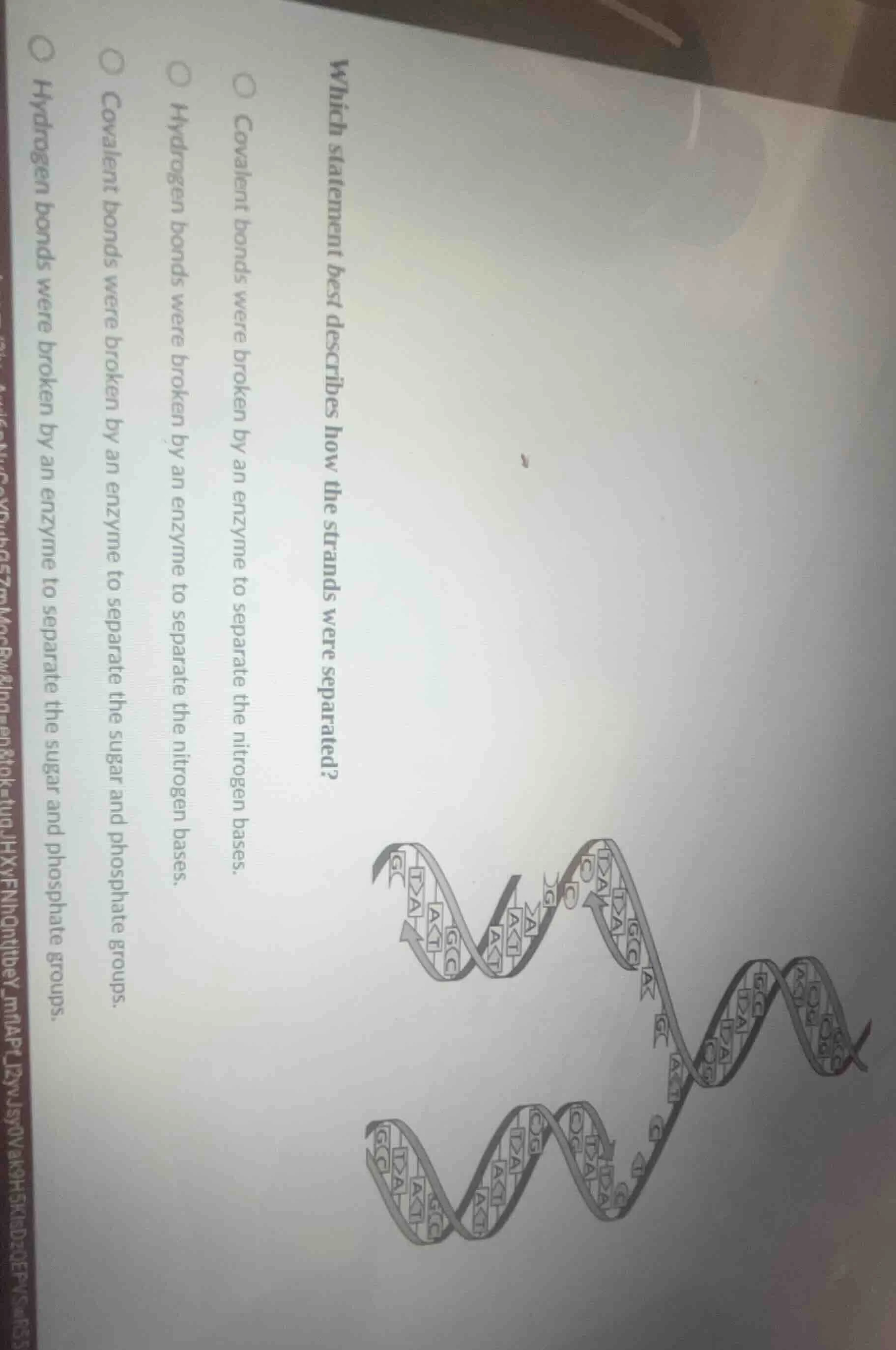 which statement best describes how the strands were separated?○ covalen…