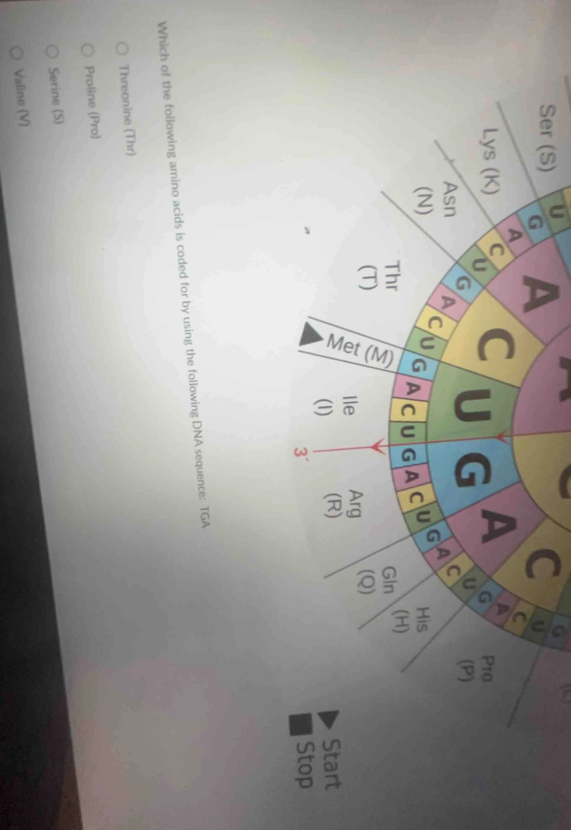 which of the following amino acids is coded for by using the following …