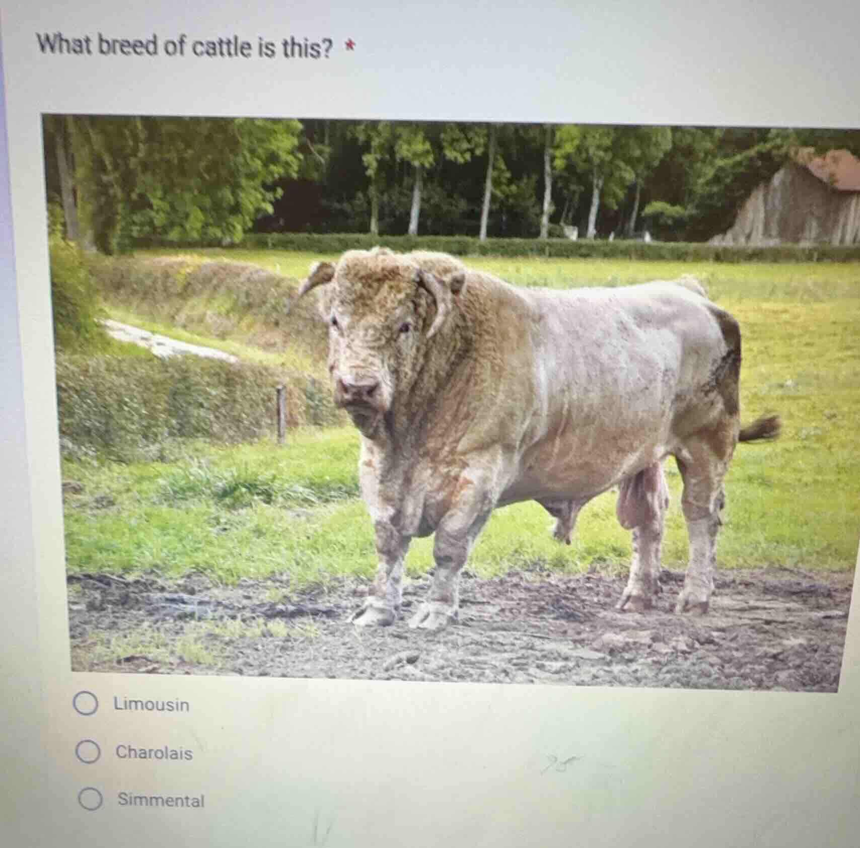 what breed of cattle is this? * limousin charolais simmental