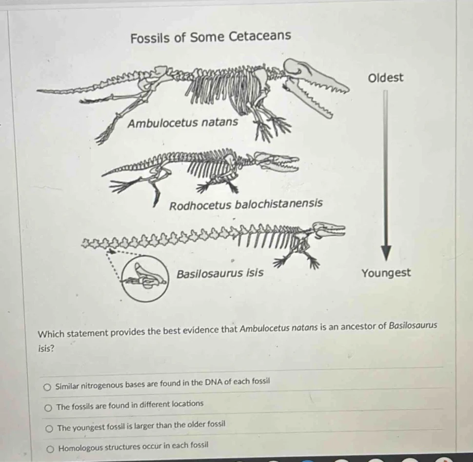 fossils of some cetaceans oldest ambulocetus natans rodhocetus balochis…