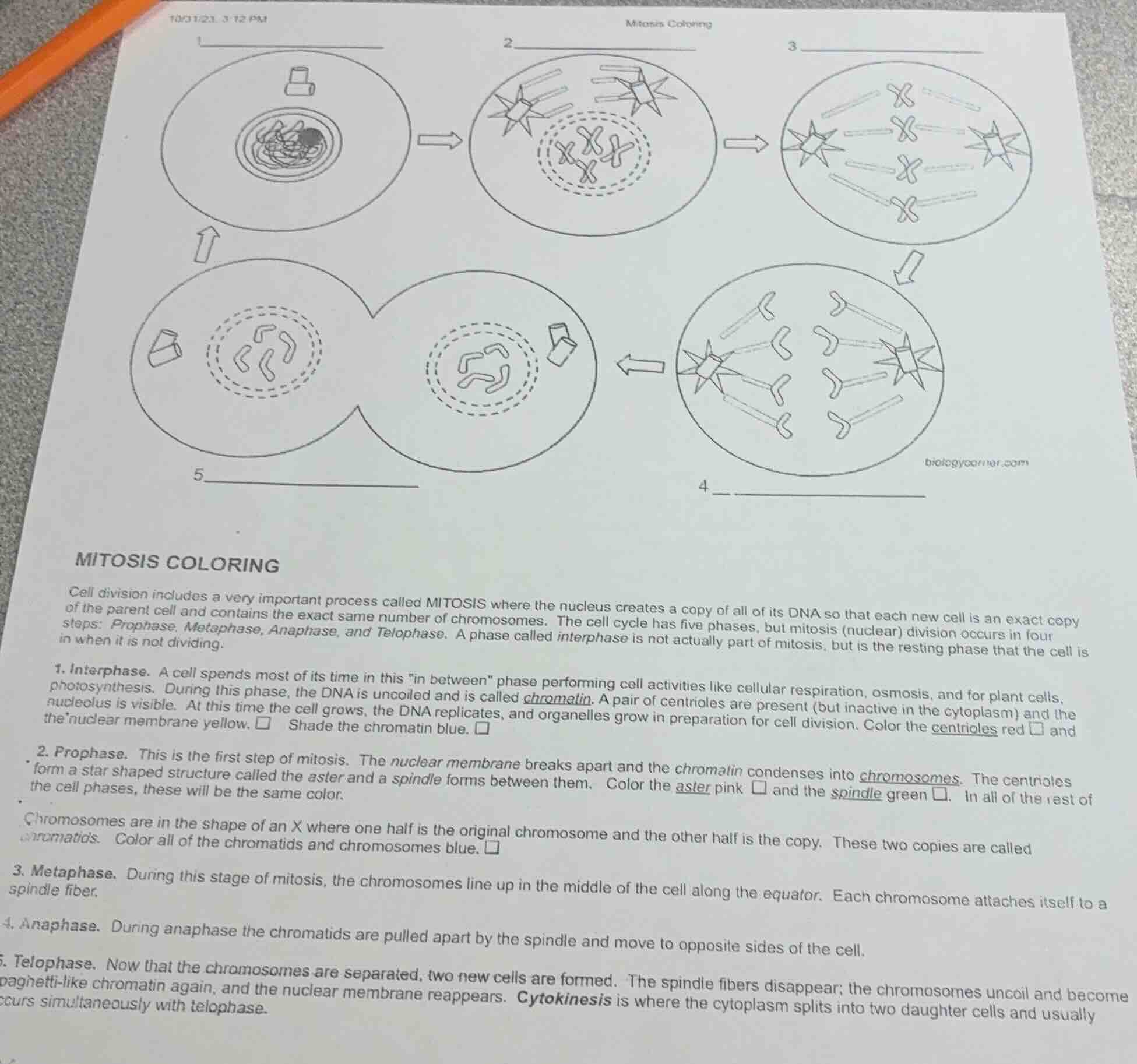 mitosis coloring mitosis coloring cell division includes a very importa…