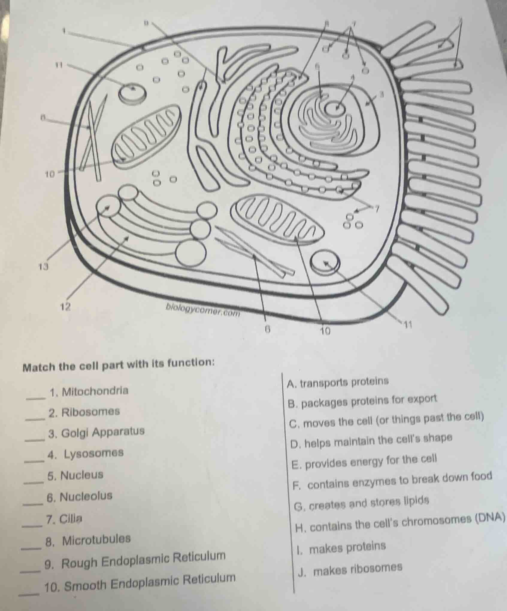 match the cell part with its function: ___ 1. mitochondria ___ 2. ribos…