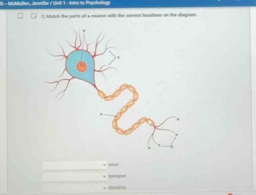 3) match the parts of a neuron with the correct locations on the diagra…