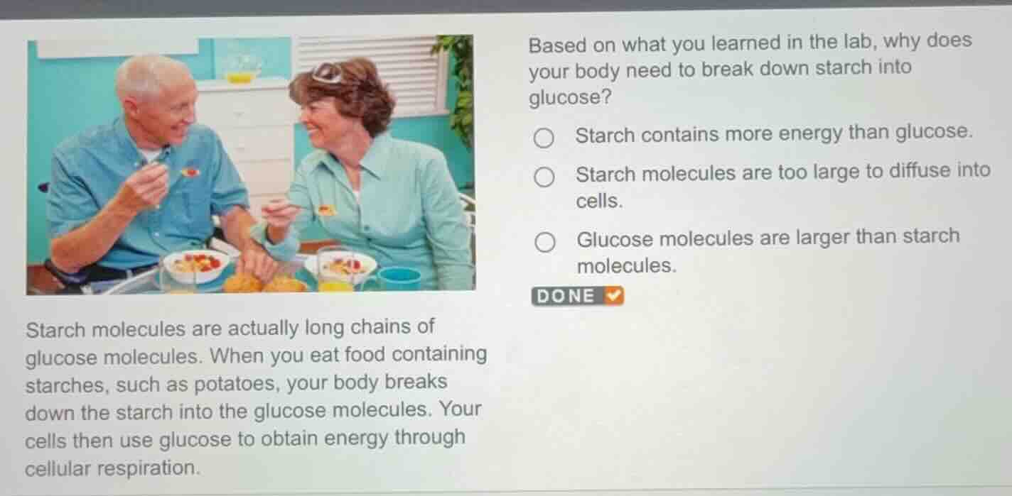 based on what you learned in the lab, why does your body need to break …