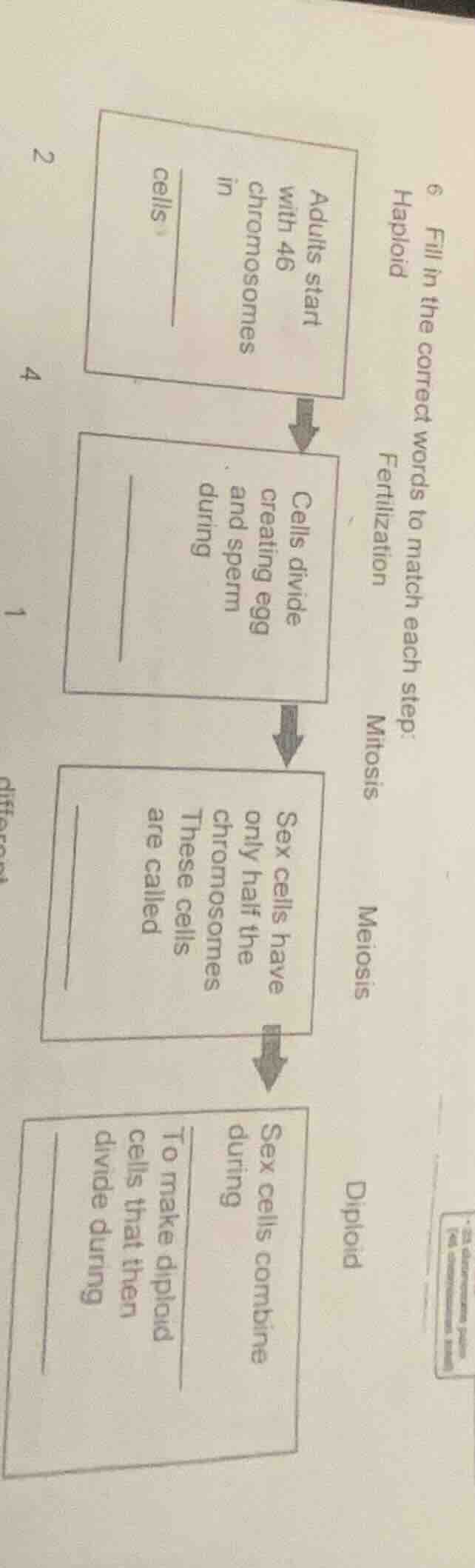 6 fill in the correct words to match each step:haploidfertilizationmito…