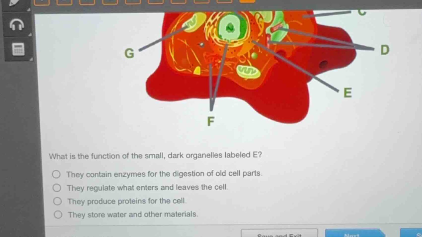 what is the function of the small, dark organelles labeled e?○ they con…