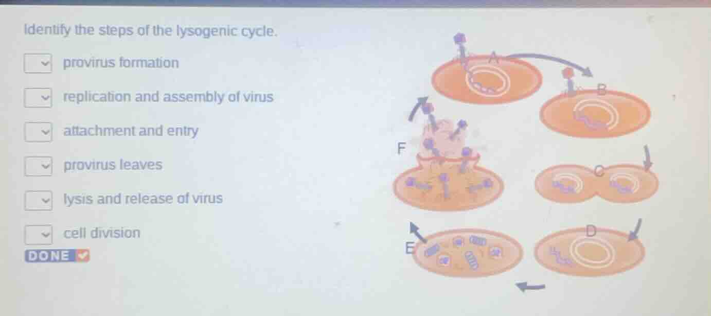 identify the steps of the lysogenic cycle.☑ provirus formation☑ replica…