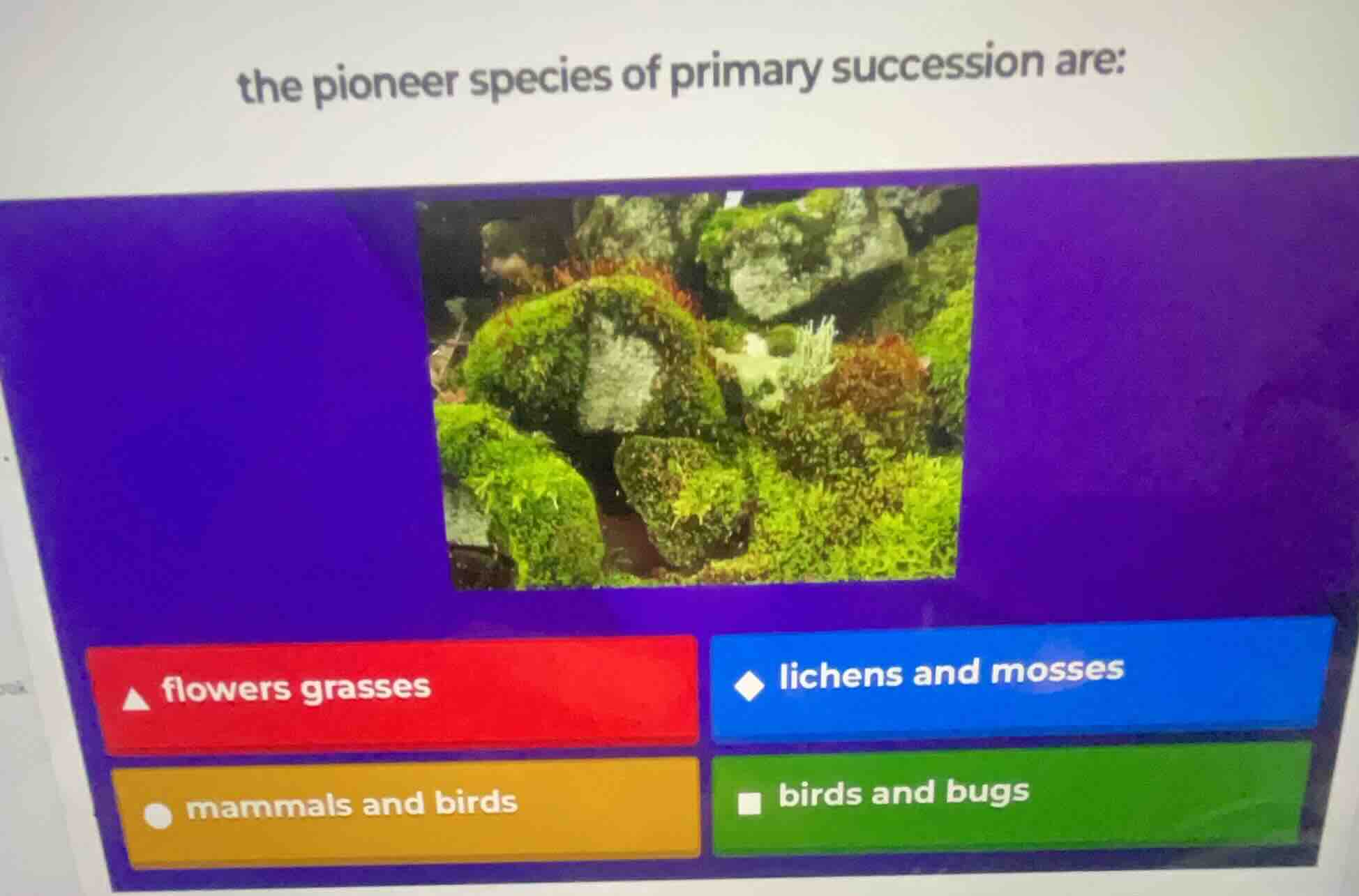the pioneer species of primary succession are: flowers grasses lichens …