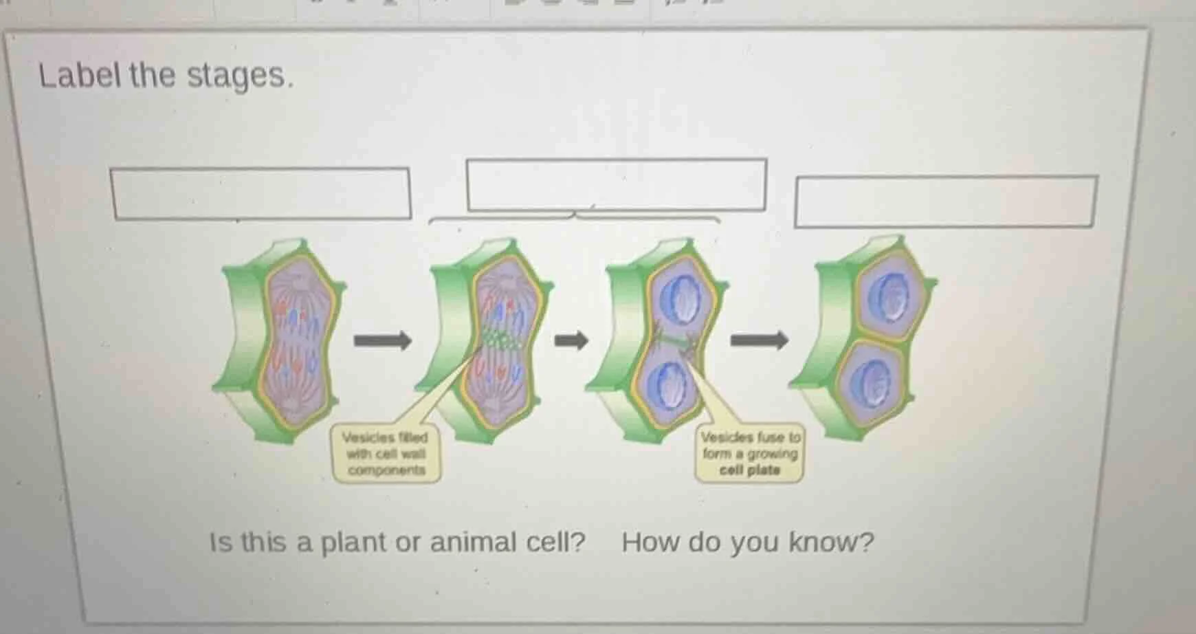 label the stages.vesicles filled with cell wall componentsvesicles fuse…