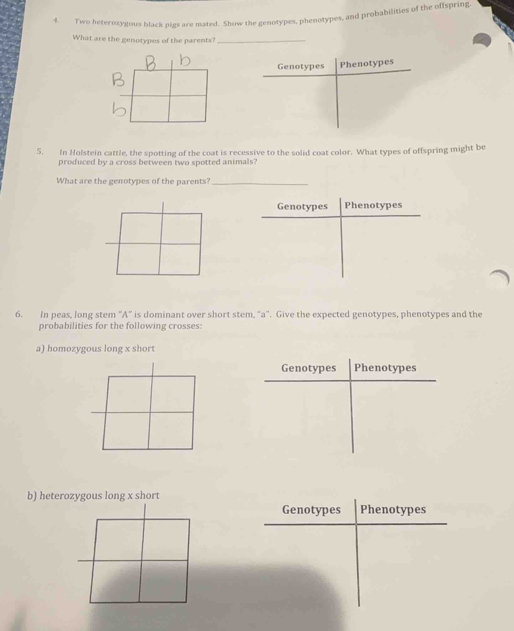 4. two heterozygous black pigs are mated. show the genotypes, phenotype…
