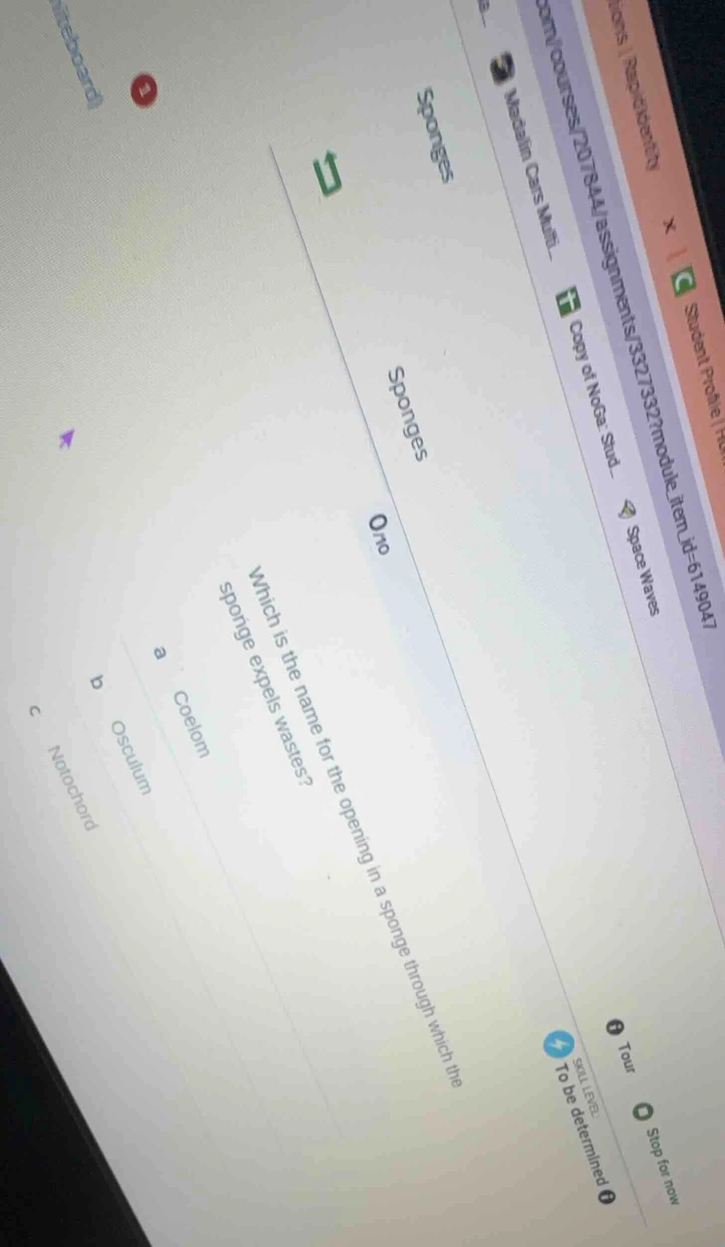 sponges sponges 0/10 which is the name for the opening in a sponge thro…