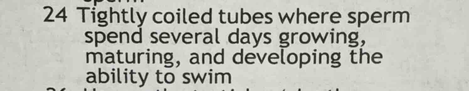 24 tightly coiled tubes where sperm spend several days growing, maturin…