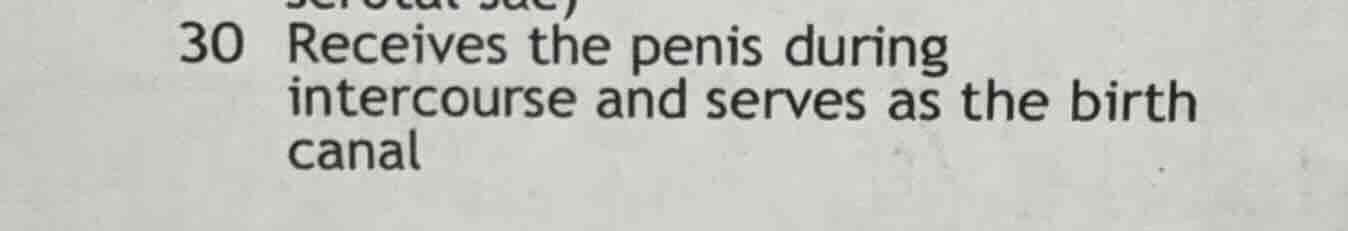 30 receives the penis during intercourse and serves as the birth canal