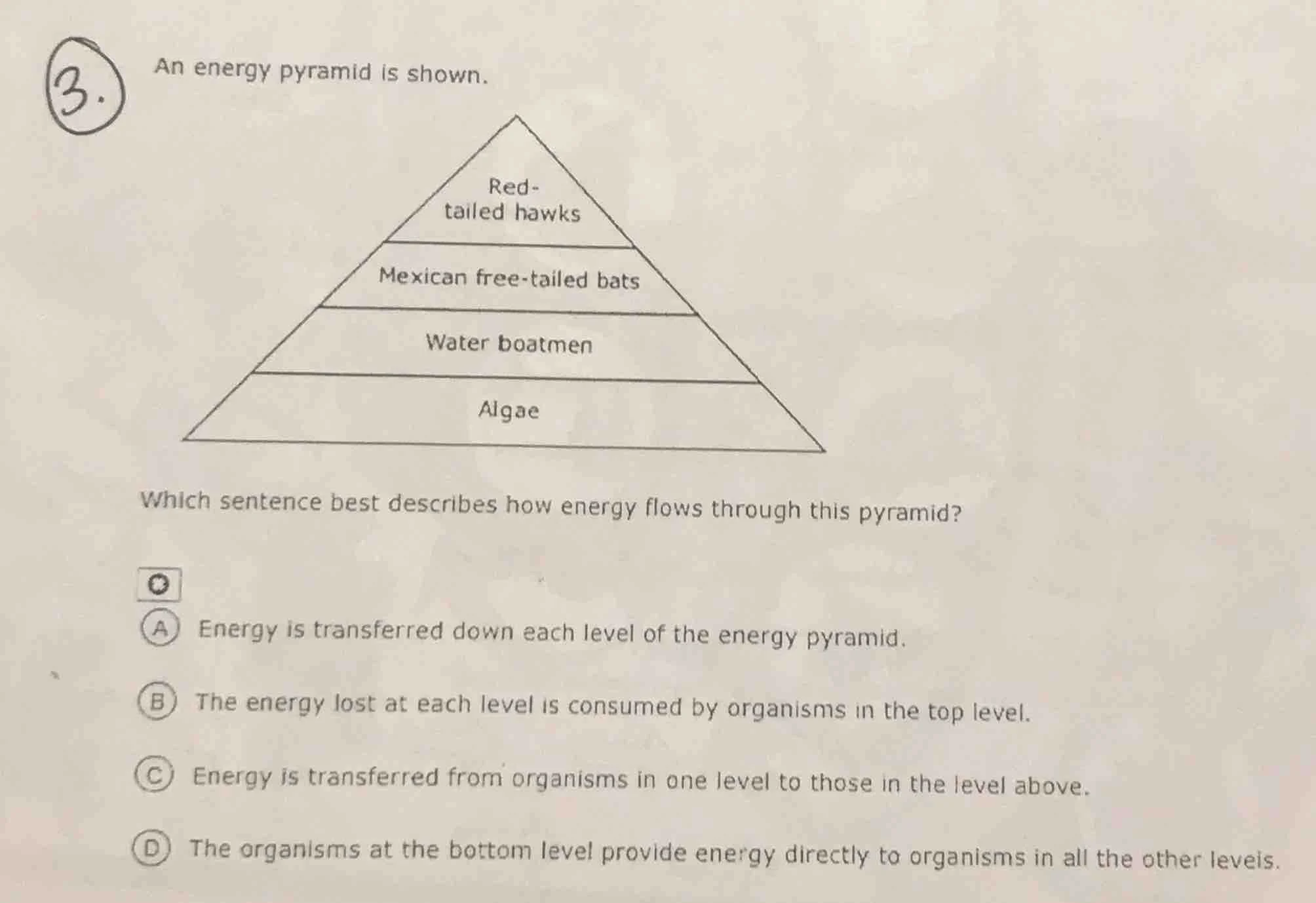 3. an energy pyramid is shown. which sentence best describes how energy…