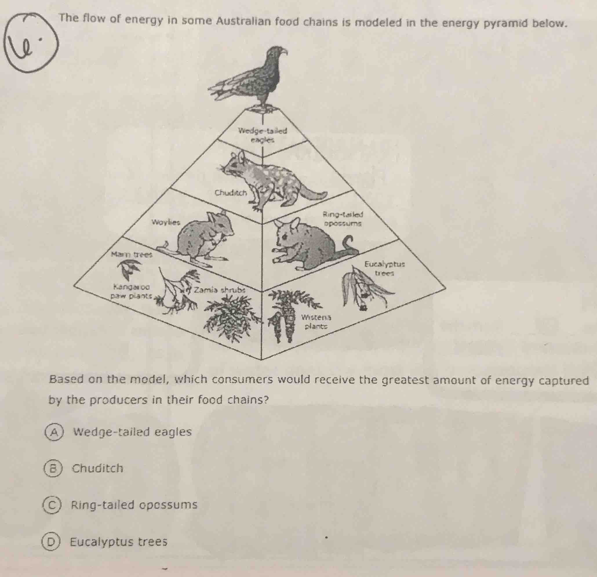 the flow of energy in some australian food chains is modeled in the ene…