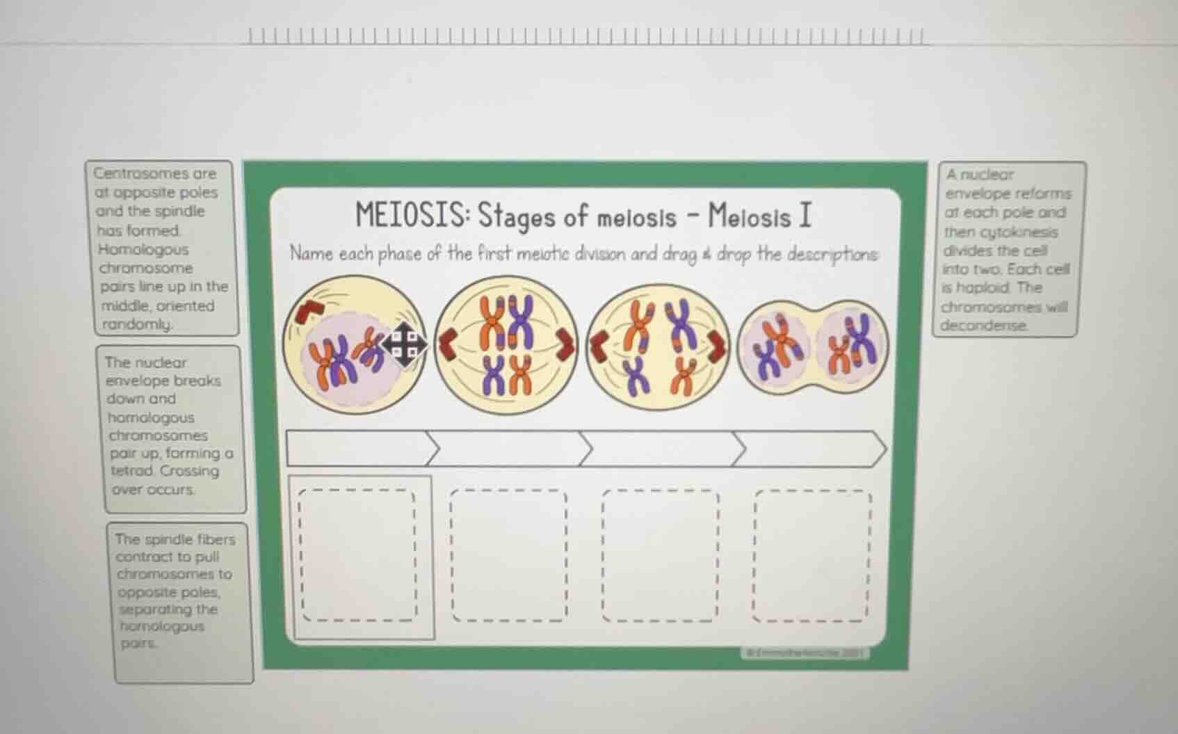 meiosis: stages of meiosis - meiosis i name each phase of the first mei…